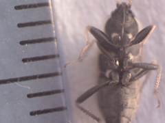 Xanthochilus saturnius
