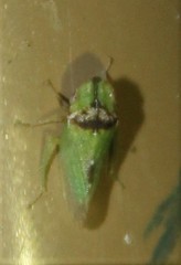 Xerophloea viridis