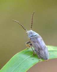 Dascillus davidsoni