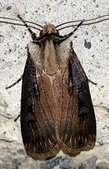 Agrotis volubilis