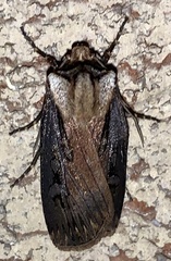 Agrotis volubilis