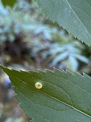 Puccinia sambuci