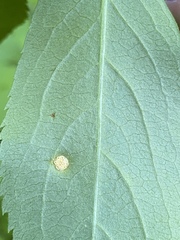 Puccinia sambuci