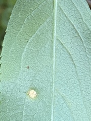 Puccinia sambuci