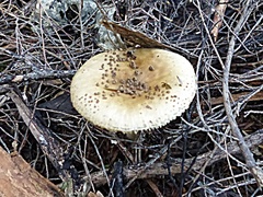 Amanita australis