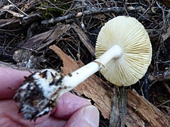 Amanita australis