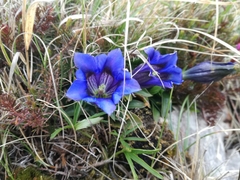 Gentiana clusii