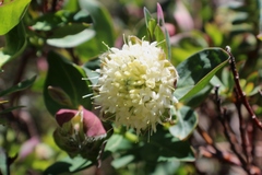 Pimelea ligustrina ciliata