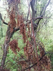 Apoplanesia paniculata