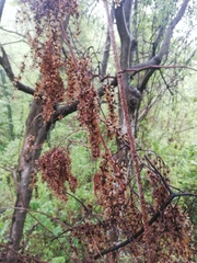 Apoplanesia paniculata