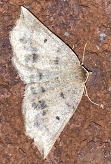 Metarranthis duaria