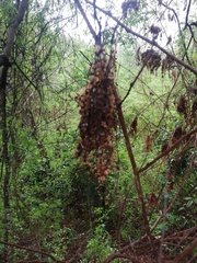 Apoplanesia paniculata