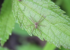 Dolomedes scriptus
