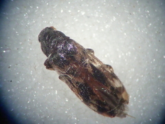 Prothalpia holmbergi