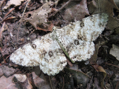 Ophthalmitis albosignaria
