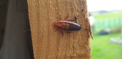 Drymaplaneta heydeniana