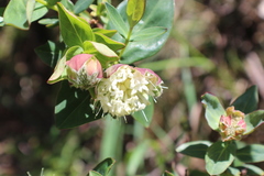 Pimelea ligustrina ciliata