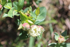Pimelea ligustrina ciliata