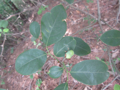 Lindera glauca