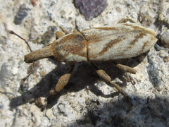 Lixus acutipennis