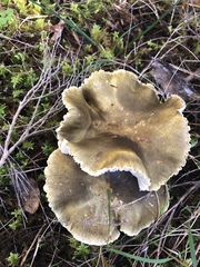 Tricholoma viridiolivaceum