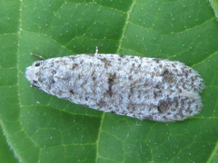 Lepidoptera