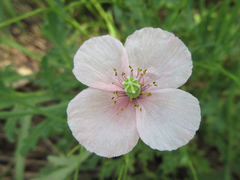 Papaver