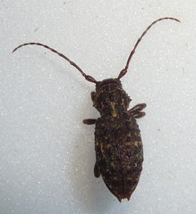 Plectrura spinicauda