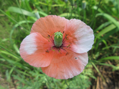 Papaver