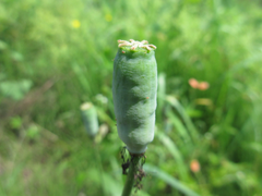 Papaver