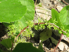 Vitis flexuosa