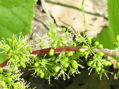Vitis flexuosa