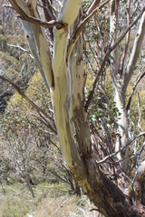 Eucalyptus pauciflora niphophila