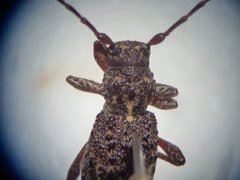 Plectrura spinicauda