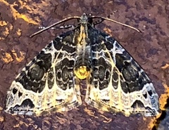 Ecliptopera silaceata