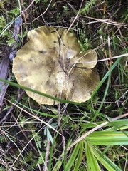 Tricholoma viridiolivaceum