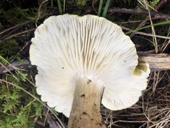 Tricholoma viridiolivaceum
