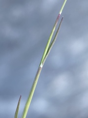 Muhlenbergia thurberi