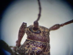 Plectrura spinicauda