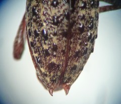 Plectrura spinicauda