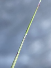 Muhlenbergia thurberi