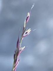 Muhlenbergia thurberi