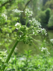 Chaerophyllum temulum