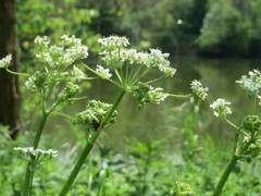 Chaerophyllum temulum