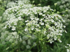 Chaerophyllum temulum