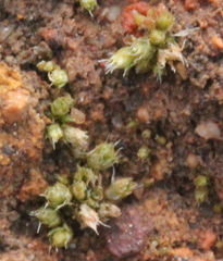 Gemmabryum