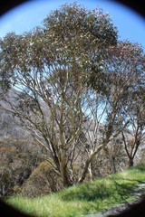 Eucalyptus pauciflora niphophila