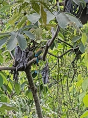 Eumomota superciliosa