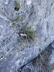 Muhlenbergia thurberi