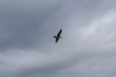 Larus